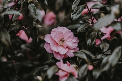 浅焦点摄影的粉红色的花
